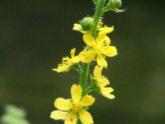 Agrimonia procera Welriekende agrimonie bestellen